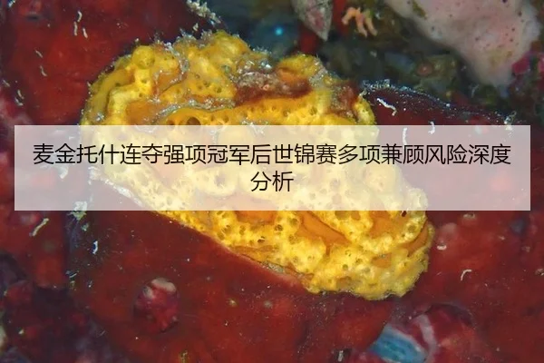 mai-jin-tuo-shen-lian-duo-qiang-xiang-guan-jun-hou-shi-jin-sai-duo-xiang-jian-gu-feng-xian-shen-du-fen-xi-2-747.jpg